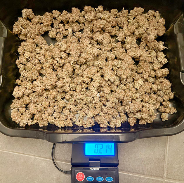 Собранные шишки сорта Mimosa Evo