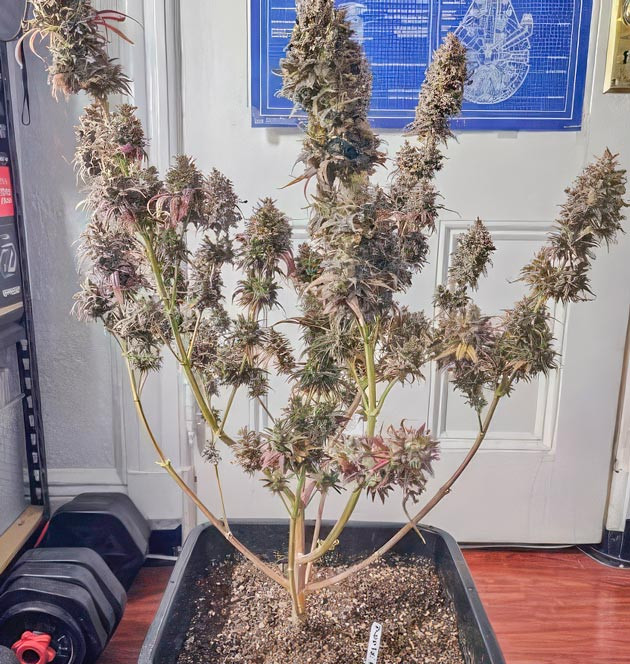 Созревший куст конопли Apple Betty