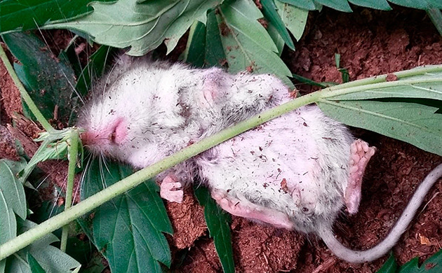 Объевшийся мышонок Спящая мышь