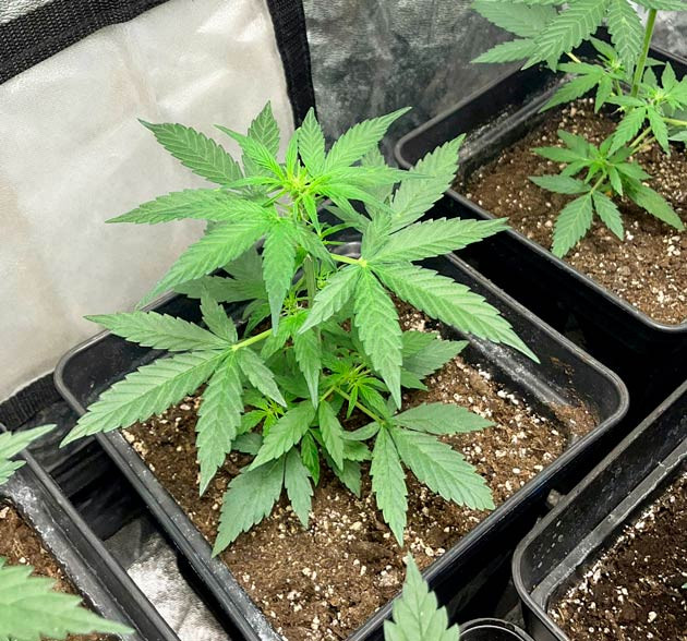 Кусты Titan F1 Auto от Royal Queen Seeds на 4 неделе