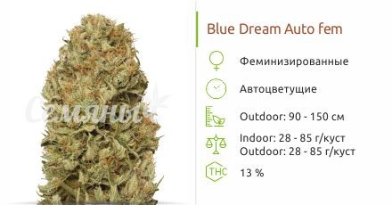 Blue Dream Auto fem от Humboldt Seeds