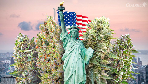 Хиты рынка конопли США