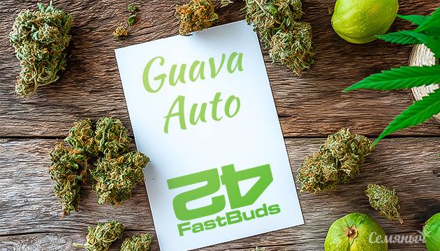 Гроурепорт сорта конопли Guava Auto от FastBuds