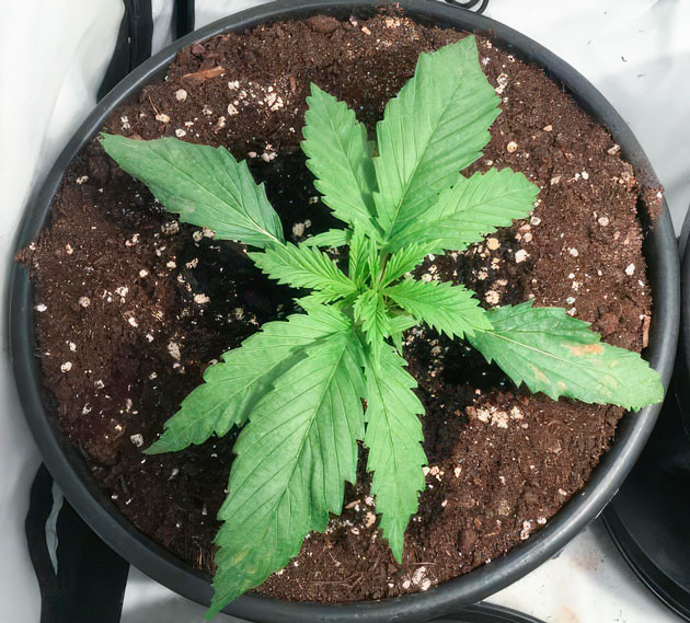 Активное развитие растишек Куст Mimosa Shot от Herbies Seeds на 2 неделе