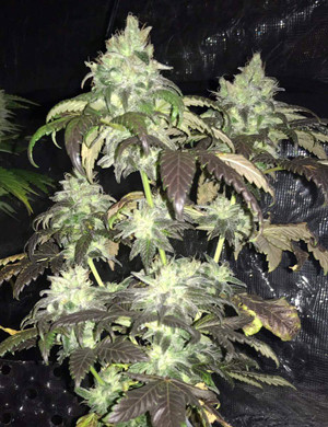 Соцветия перед рубкой