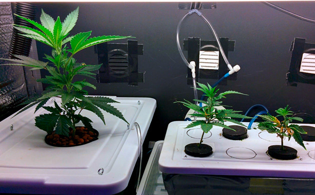 20 день от среза