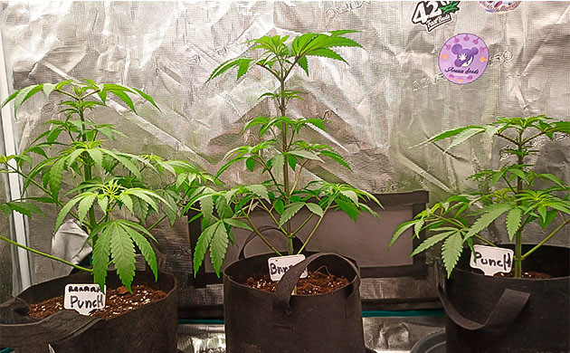 Banana Punch: Переход к цветению и топпинг