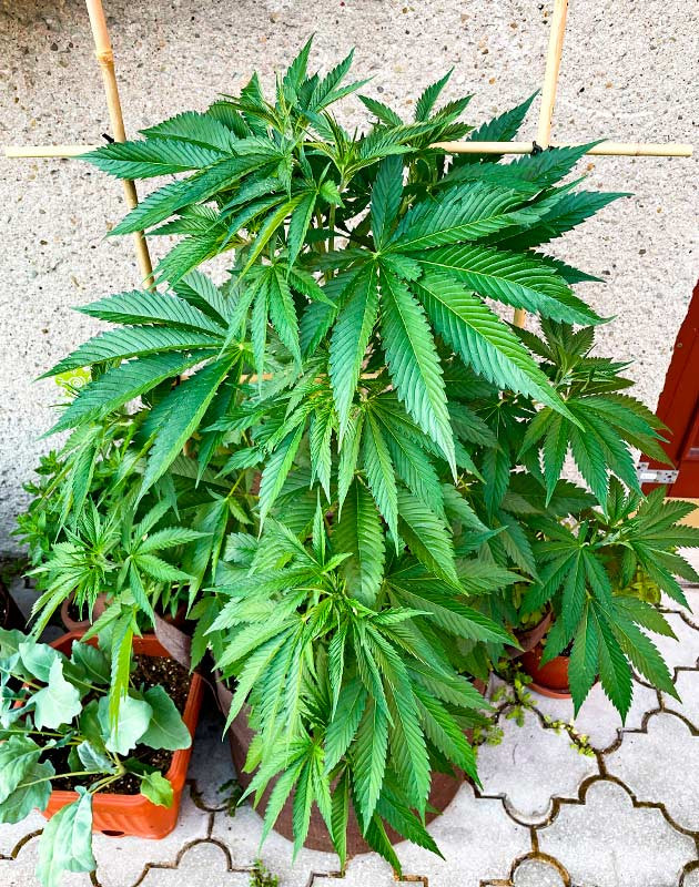 Гроурепорт сорта Bruce Banner #3