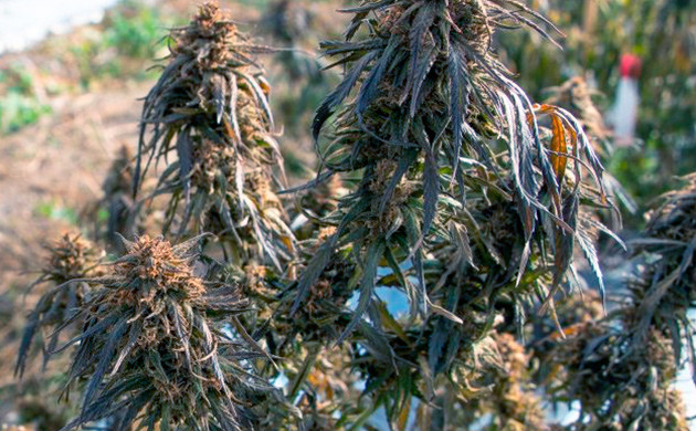 Конопля после заморозков