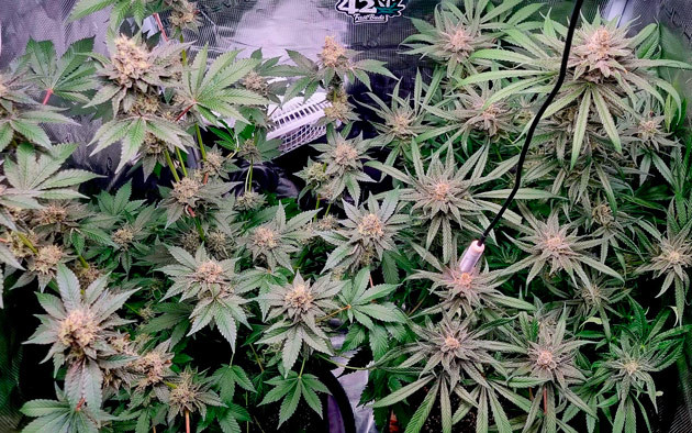 Конопля на 9 - 10 неделе роста