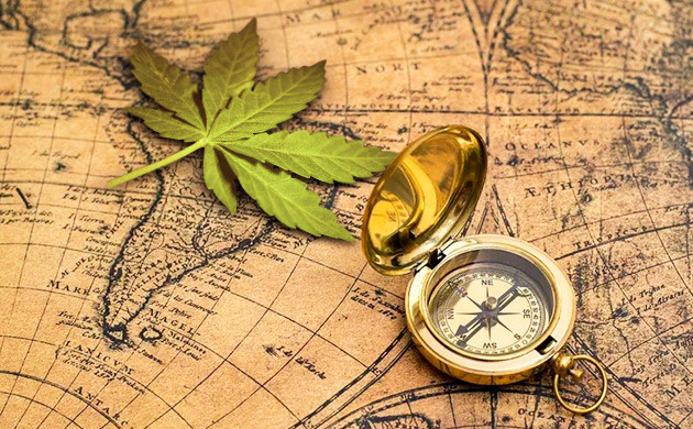 Длительное созревание сативы в природе