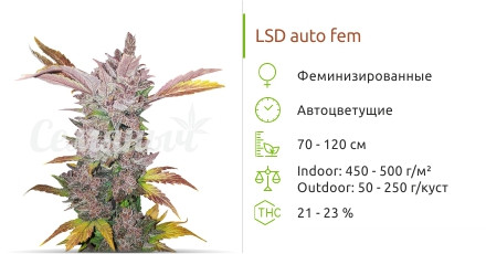 LSD Auto от Семяныча
