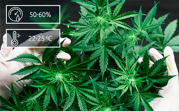 Вегетационная стадия