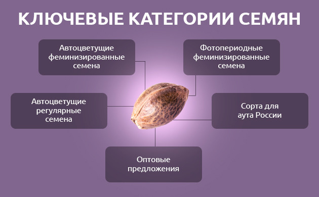 axxseeds семена марихуаны Виды семян конопли на Axxseeds