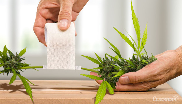 Как починить сломанные ветви Перевозка сломанной ветви