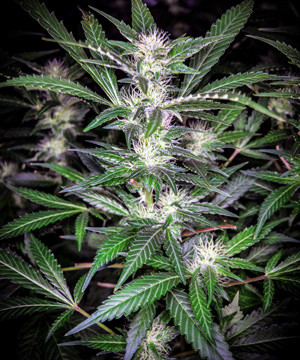 Соцветие Tutankhamon на 4 неделе цветения