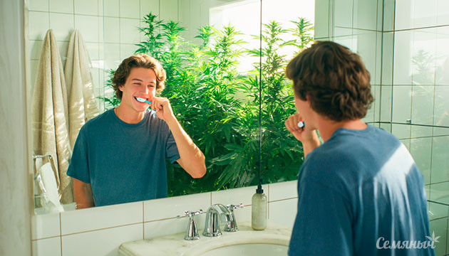 Влияние каннабиса на здоровье полости рта Влияние марихуаны на ротовую полость