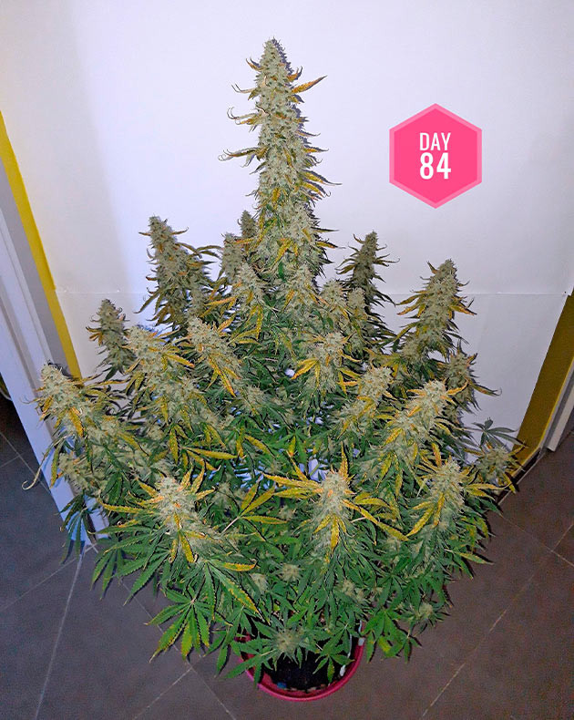 Пожелтение листьев у соцветий конопли