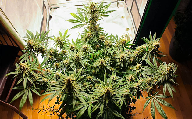 Сбор урожая Sugar Bomb Punch