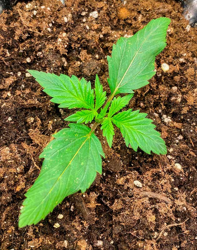 Росток Gorilla Zkittlez Auto от FastBuds на 1 неделе