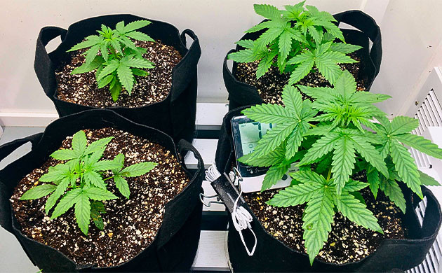 Оставшиеся 4 куста конопли