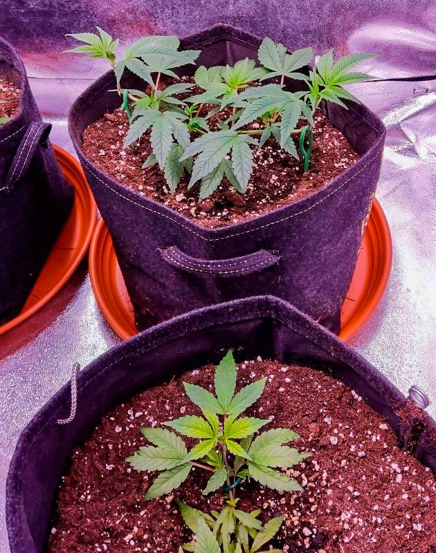 Кусты Biscotti Mintz от Barney's Farm на 5 неделе