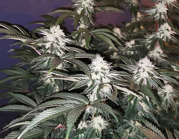 Набор массы шишек