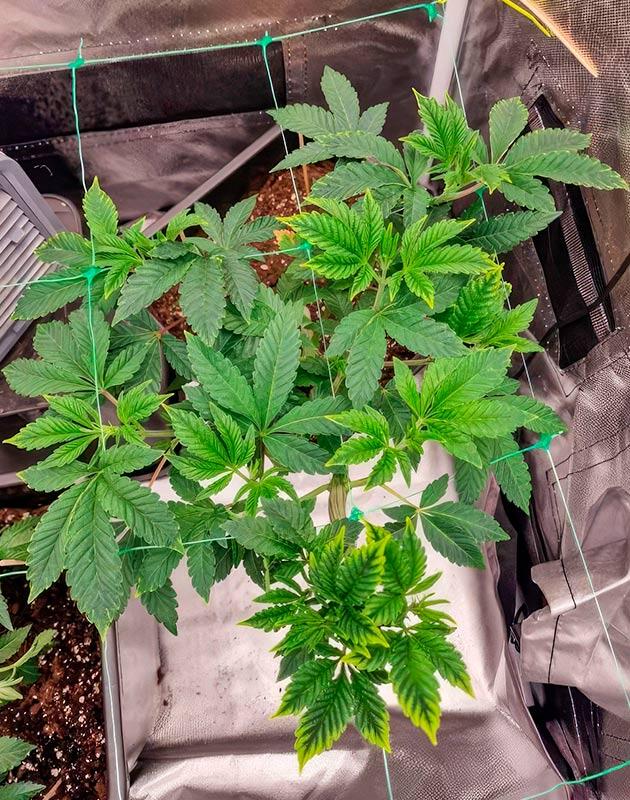 Кусты Poddy Mouth на 5 неделе выращивания