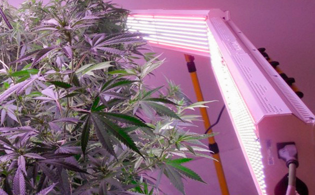 Боковое освещение марихуаны