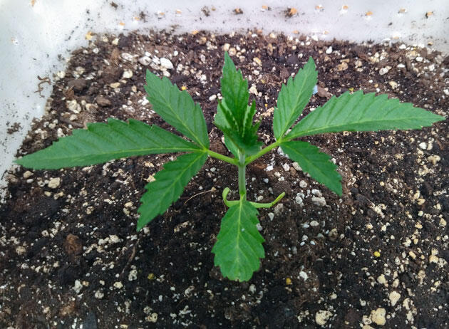 Вегетация каннабиса в тепличных условиях Каннабис на ранней стадии в условиях летней жары