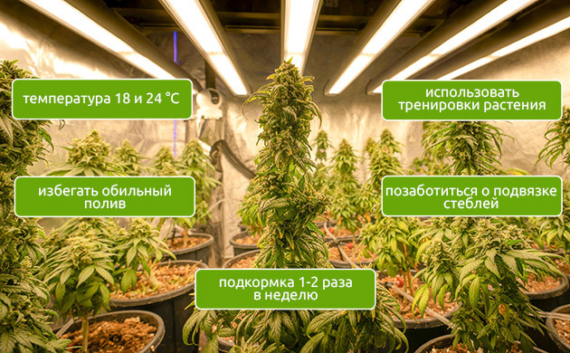 Стелс-выращивание и индика