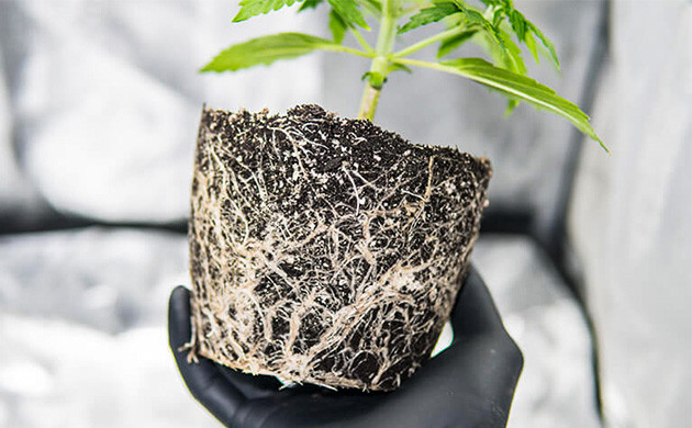 Запутанные корни в грунте