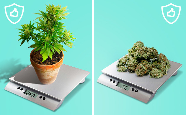 Куст конопли и шишки