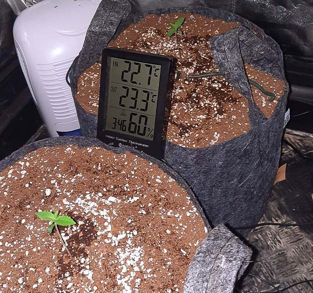 Проращивание Jack 47 Проращивание семян конопли Jack 47