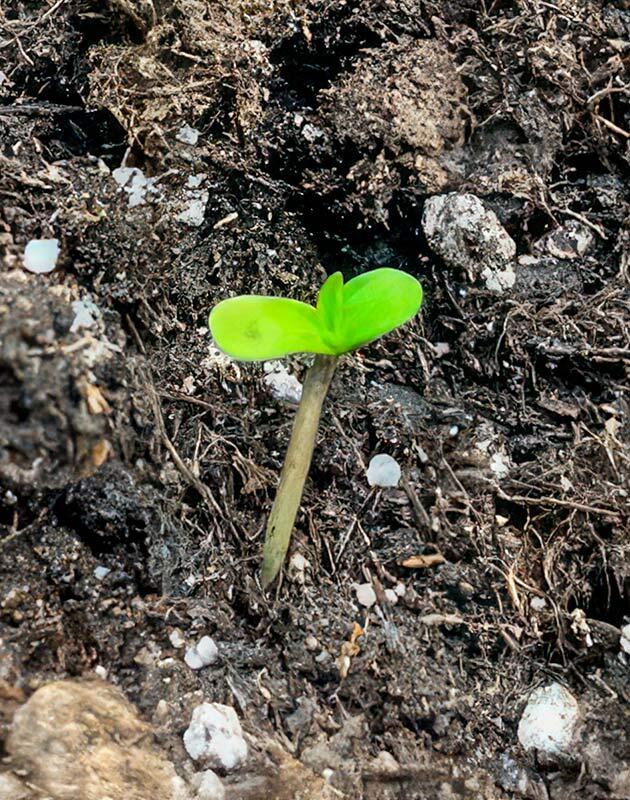 Росток сорта конопли Dos-Vi-Dos