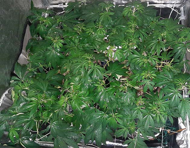 Подготовка куста Jack 47 к цветению Регулировка уровня кислотности почвы