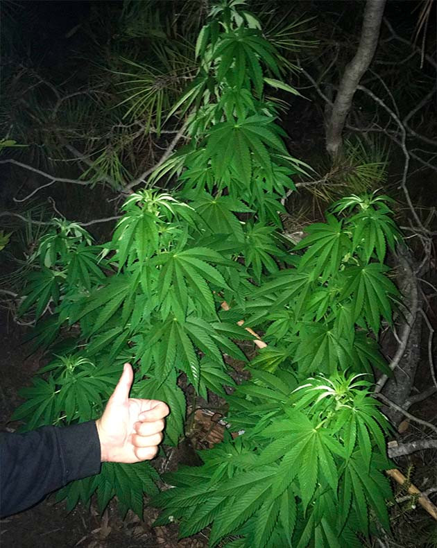 Полив кустов для устранения обезвоживания Здоровый крепкий куст конопли