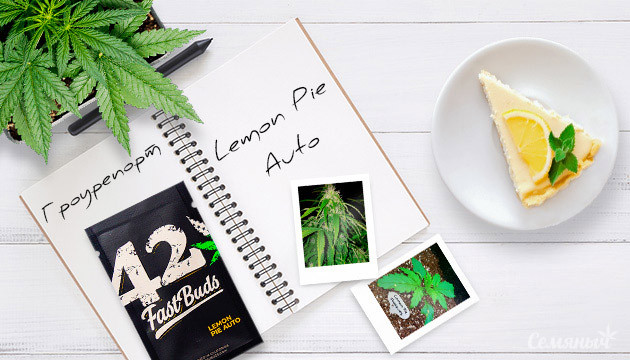 Гроурепорт сорта марихуаны Lemon Pie Auto