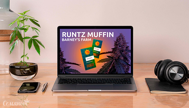Выращивание сорта конопли Runtz Muffin в индоре