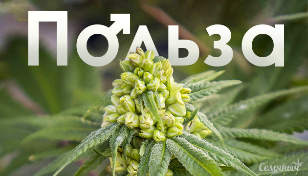 Польза от мужских растений конопли Мужское растение с мешочками пыльцы