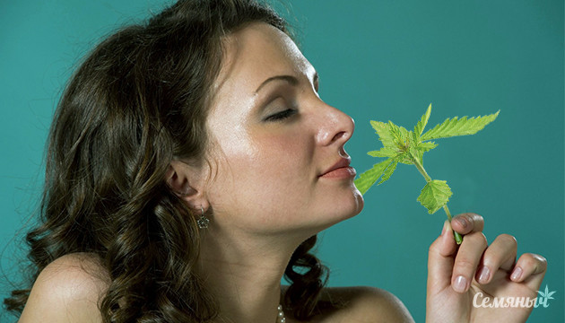 Запах конопли