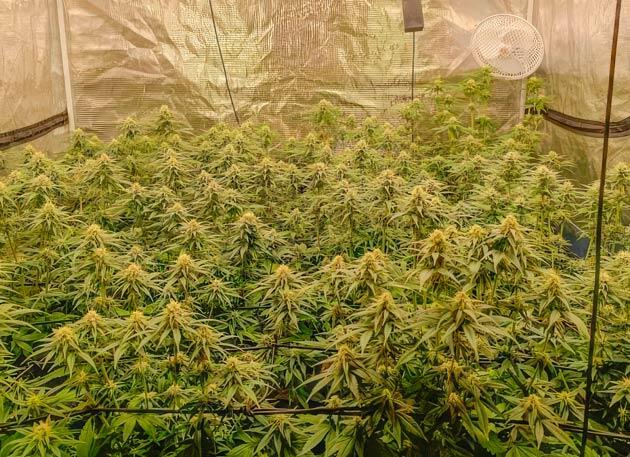 Кусты Mimosa X Orange Punch от Barney's Farm на 10 неделе