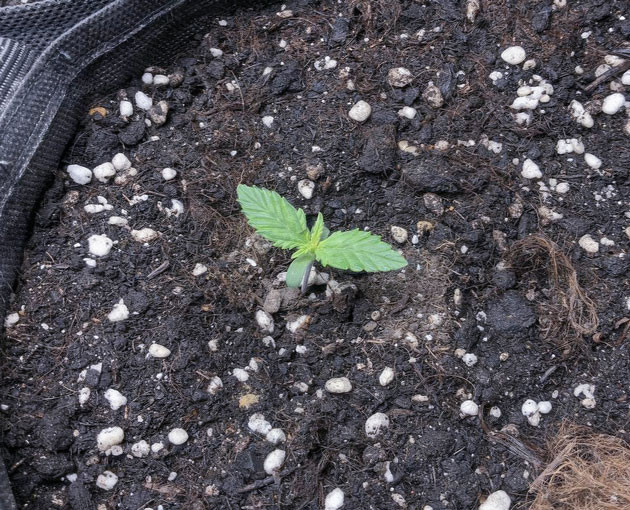 Уход за ростками автоцветов Pink Rozay Auto