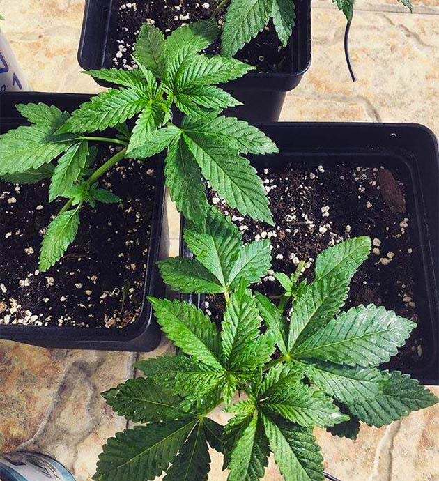 Топпинг и LST на 4 неделе роста LST подгиб конопли