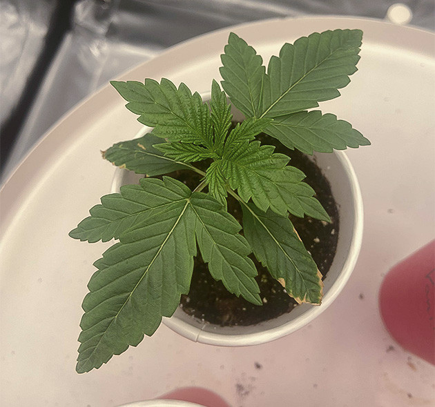 Увеличение концентрации удобрений Vanilla Frosting Подготовка к обрезке Vanilla Frosting