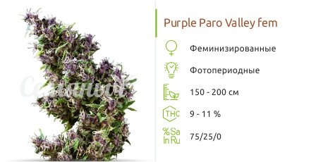 Сорт конопли Purple Paro Valley Purple Paro Valley fem (Mandala Seeds)