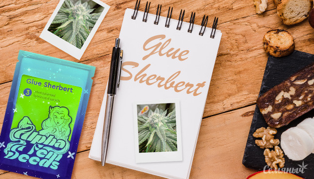 Гроурепорт по выращиванию сорта Glue Sherbet