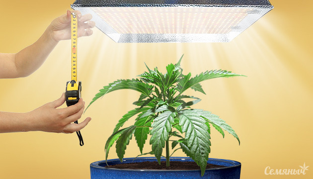 Расчет расстояния от лампы до верхушки конопли