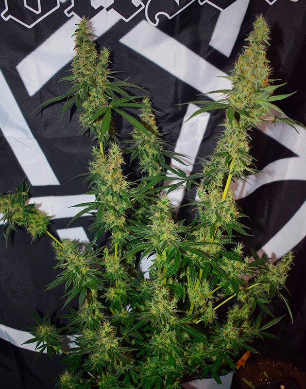 Подготовка растения к харвесту Созревший куст марихуаны