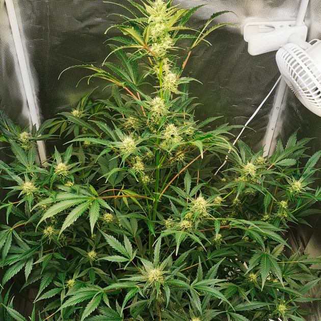 7 неделя выращивания